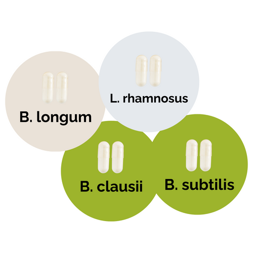 L. brevis + L. rhamnosus + B. subtilis + B. clausii | Yogurt Starter Set | Starter Cultures | 3-Pack